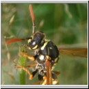 Polistes dominula - Haus-Feldwespe w13.jpg